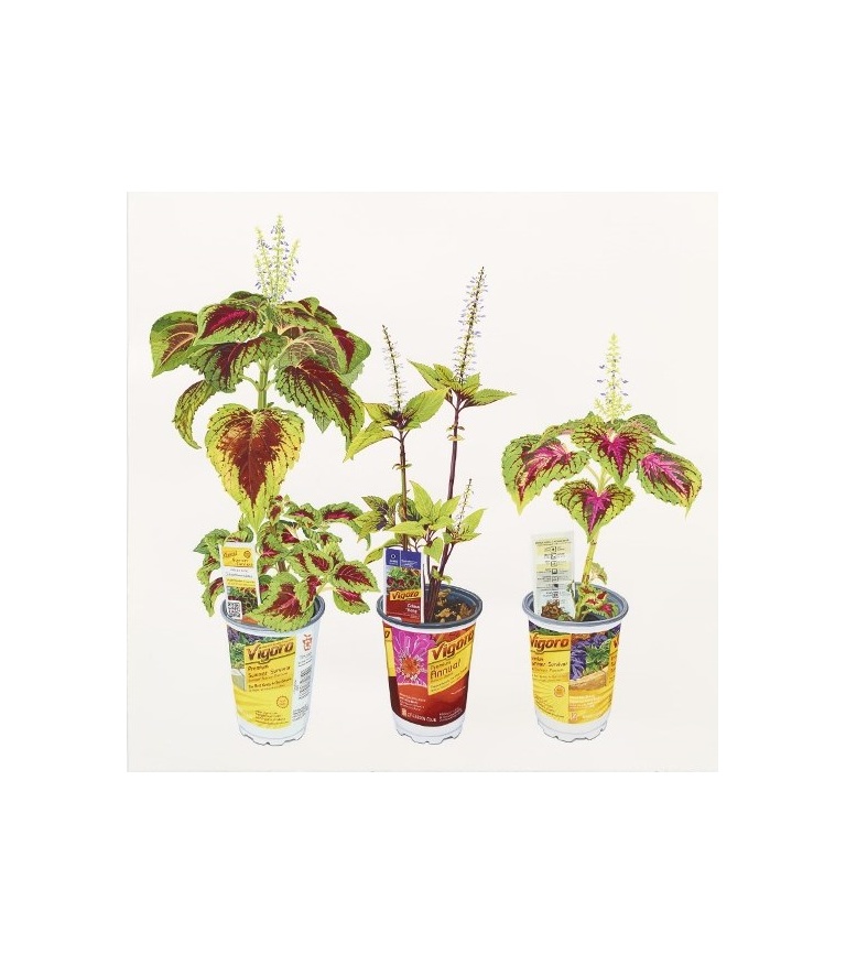 Coleus 2014 