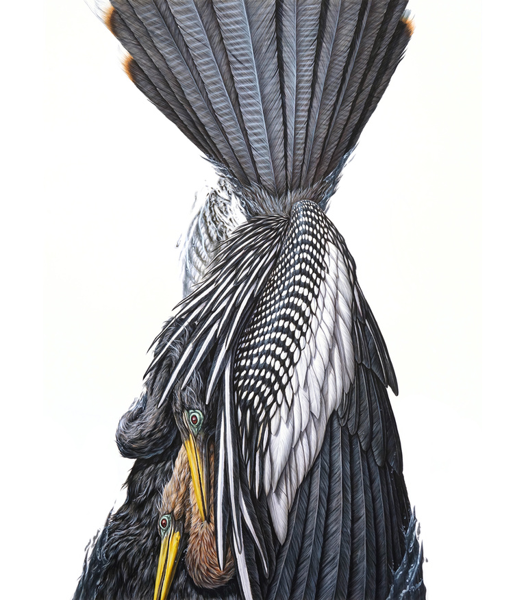 Anhinga 2017