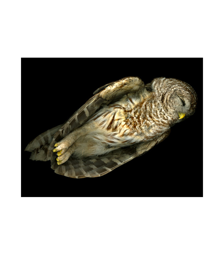 Owl_2009