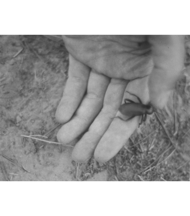 Untitled (hand holding beetle), 1988-89