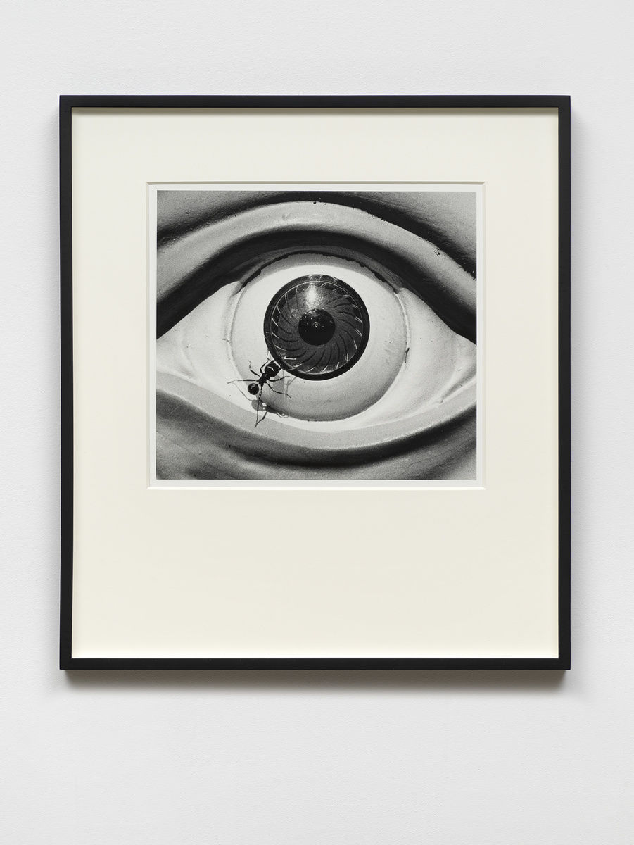 Untitled (eye w/ ants) from the Ant series