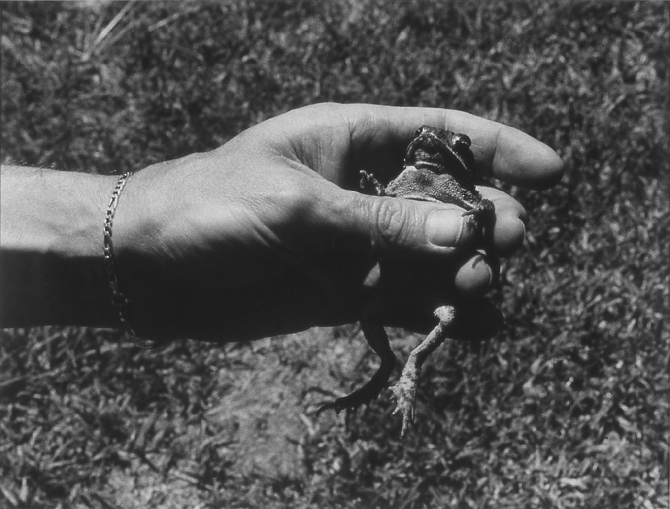 Untitled (hand and toad), 1988-89,