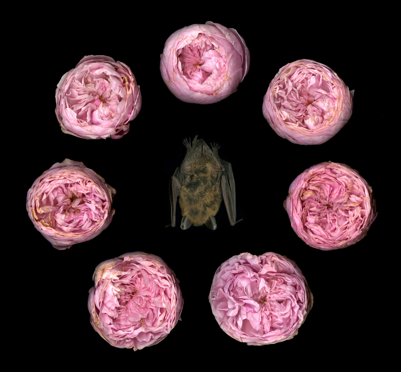 7 Roses Surrounding Bat 2009