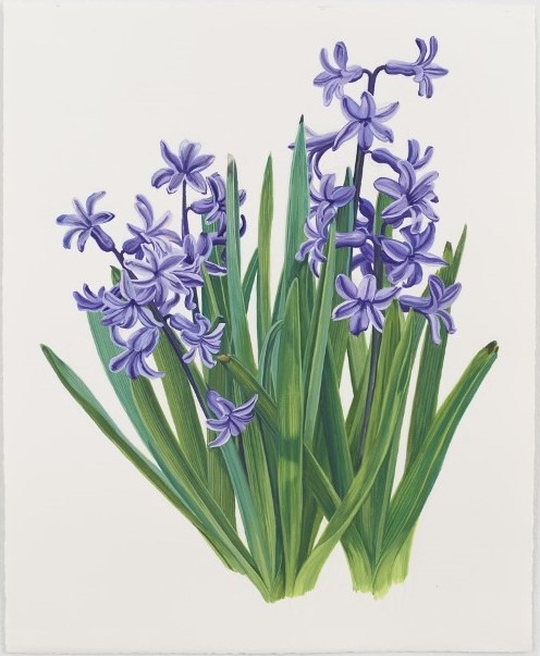 Hyacinth 2013