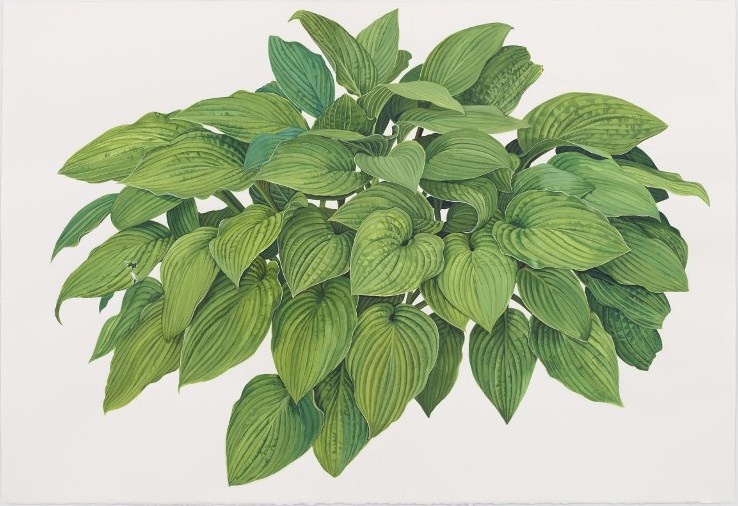 Hosta 3 2014