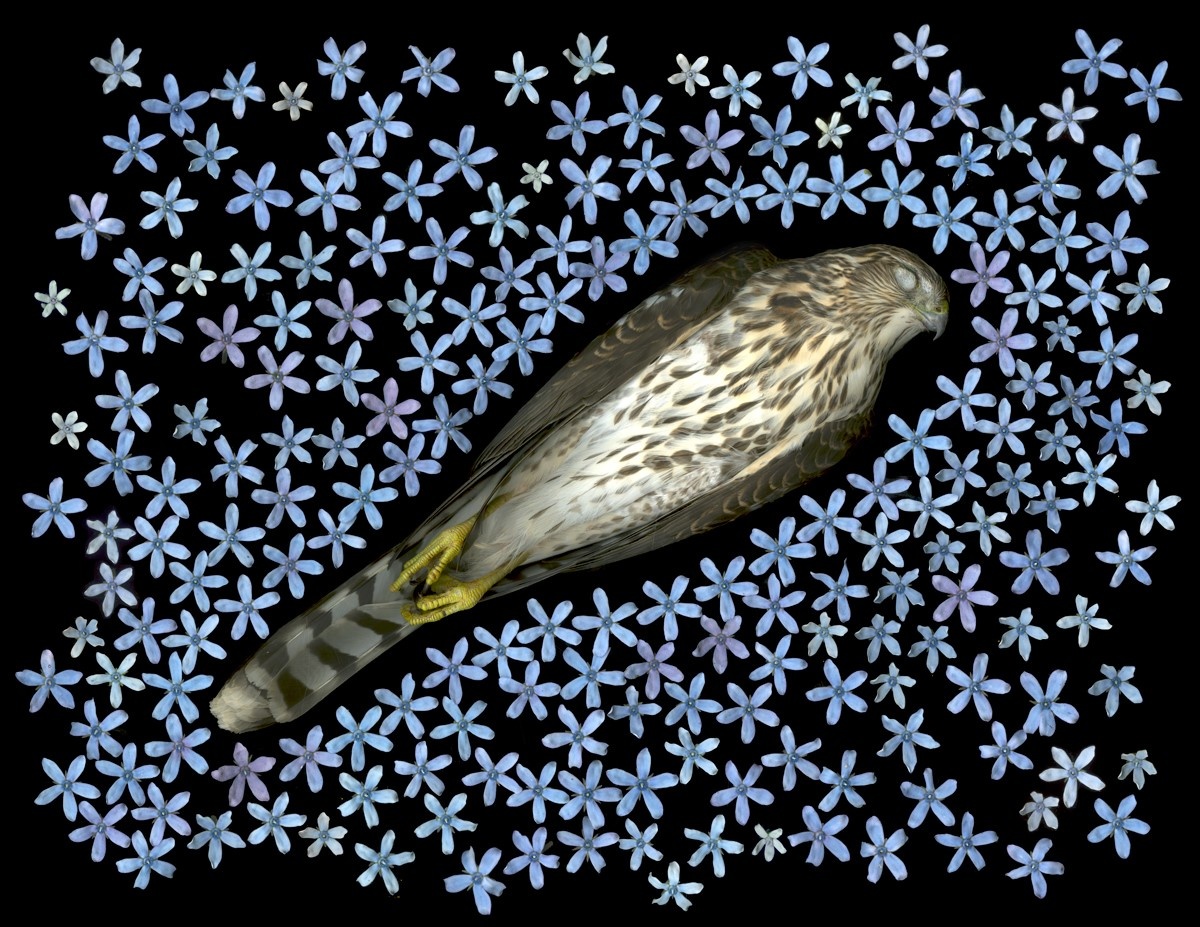 Sharp Shinned Hawk 2016