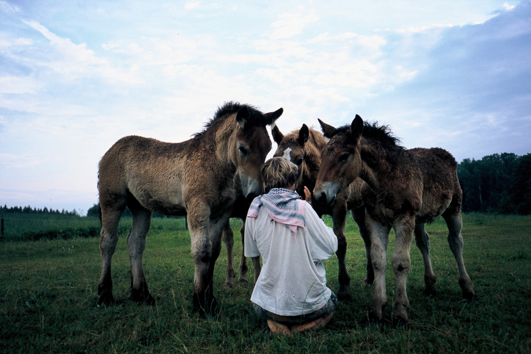 Whispering Secrets to Baby Horses